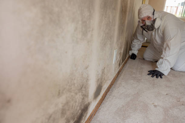 Best Mold Documentation for Insurance Claims  in Kenton, TN
